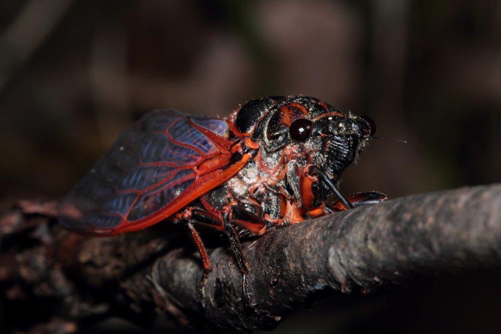 Cicala da id. nel PNFC